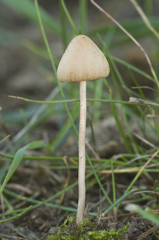 Conocybe rickenii